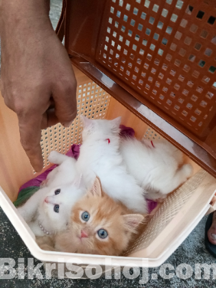 Persian cat